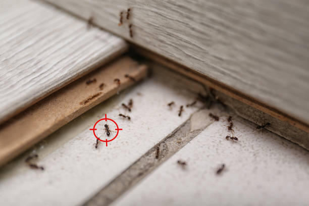 Best Flea Control Services  in Connersville, IN