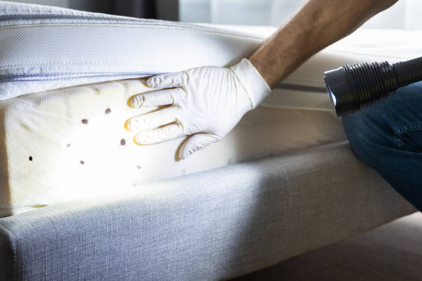 Best Termite Control Services  in Connersville, IN