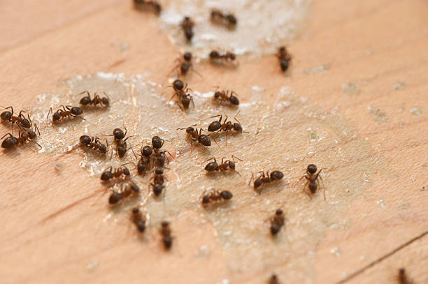 Best Pest Control Near Me  in Connersville, IN